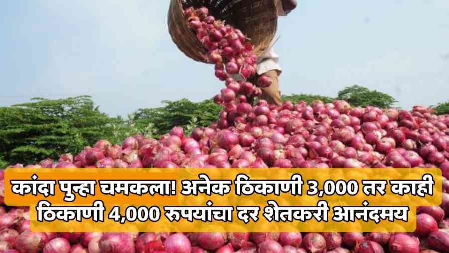 Onion Price Today